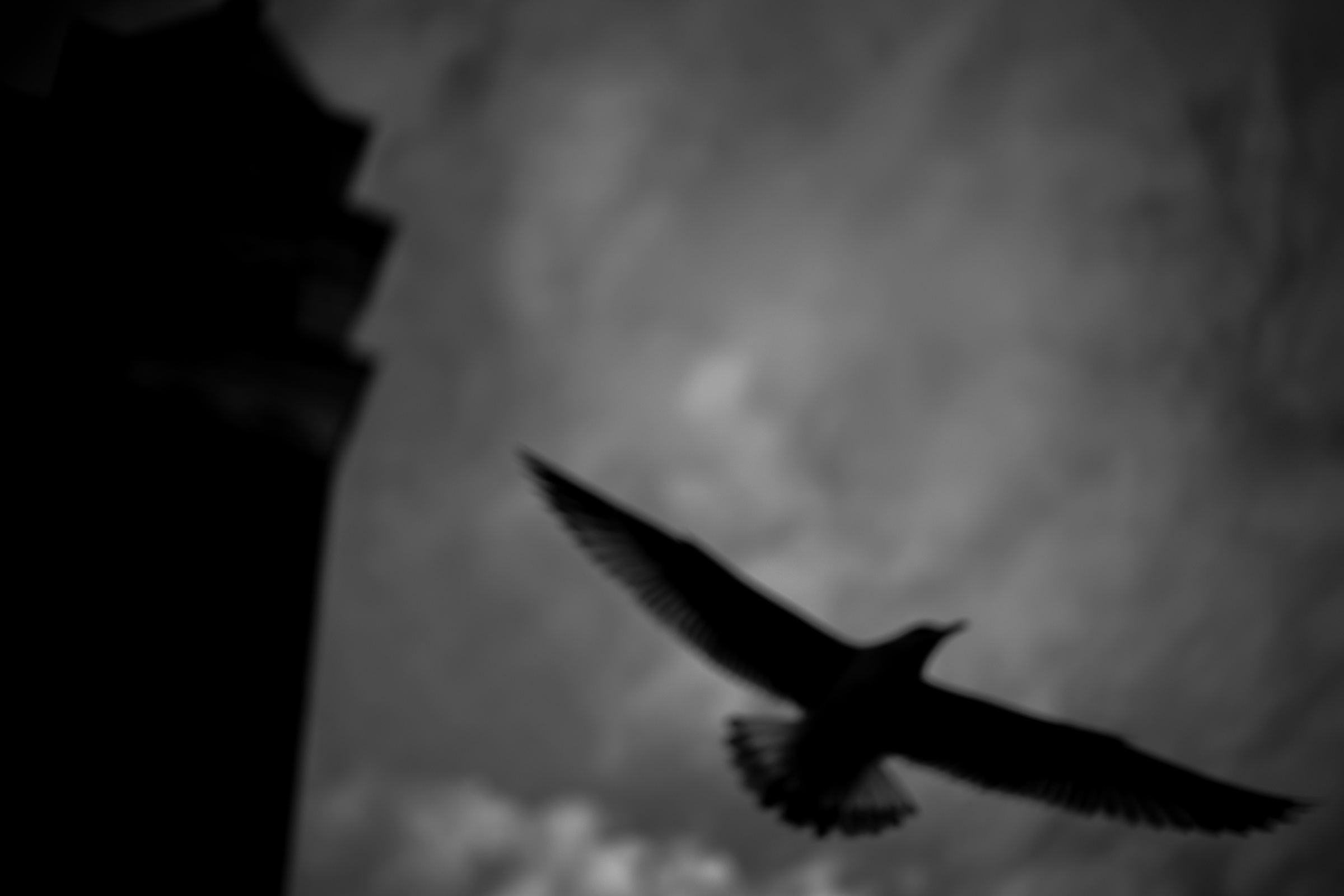 Black-and-white photograph: A blurred seagull in flight against a cloudy sky, beside a dark building