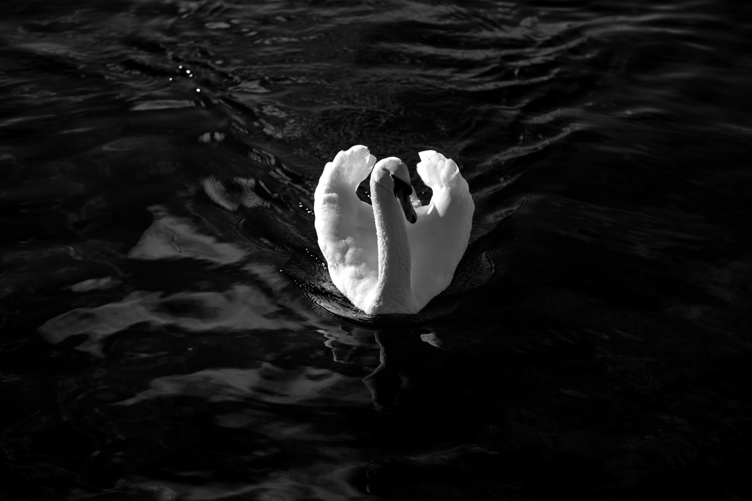 Black-and-white photograph: A white swan on dark water, its wings raised in the shape of a heart