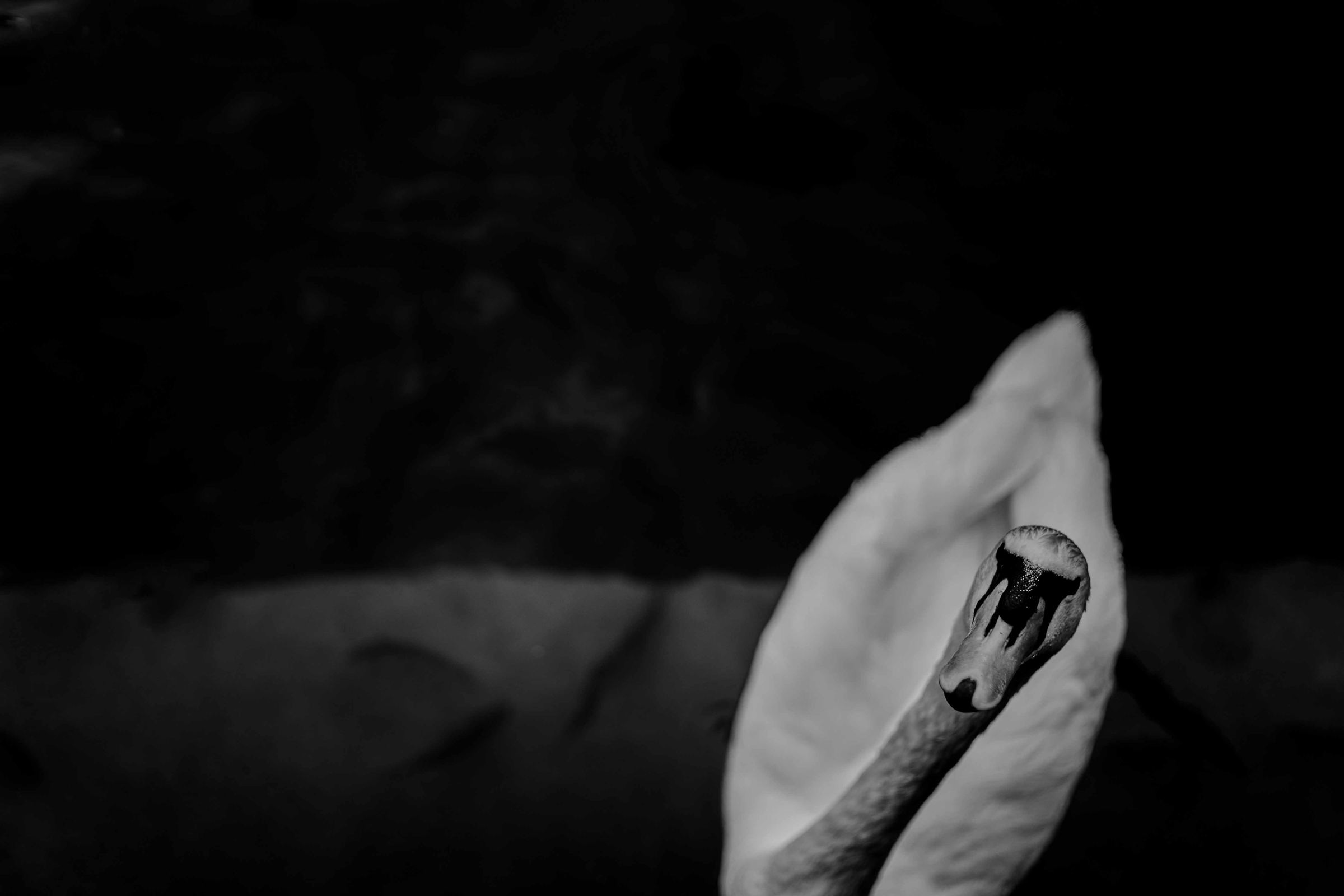 Black-and-white photograph: A swan raises its head out of dark water